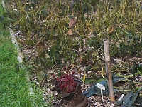 Rutger's Gardens 009